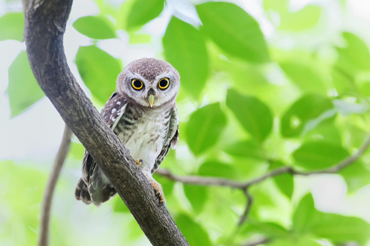 野生生物と共存する未来のためにご寄付をお願いします「野生の世界は