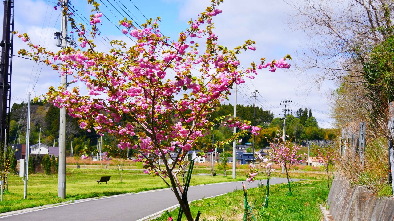 苗木寄附】ヤエザクラ_26春 | 桜ライン311