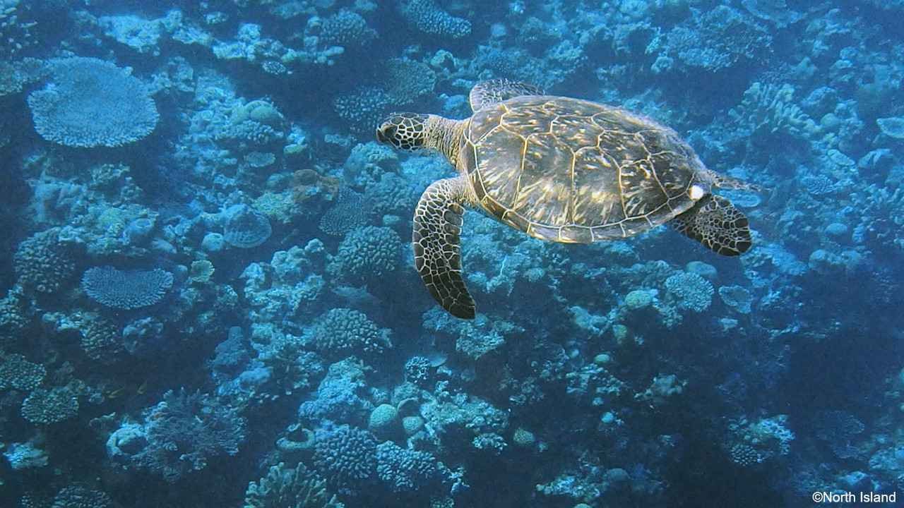 会員】ウミガメの謎を解き明かしましょうFor future “Sea Turtle-ology