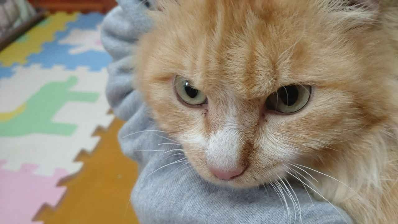 いのちをつなぐ保護犬猫カフェプロジェクト | NPO法人Link to