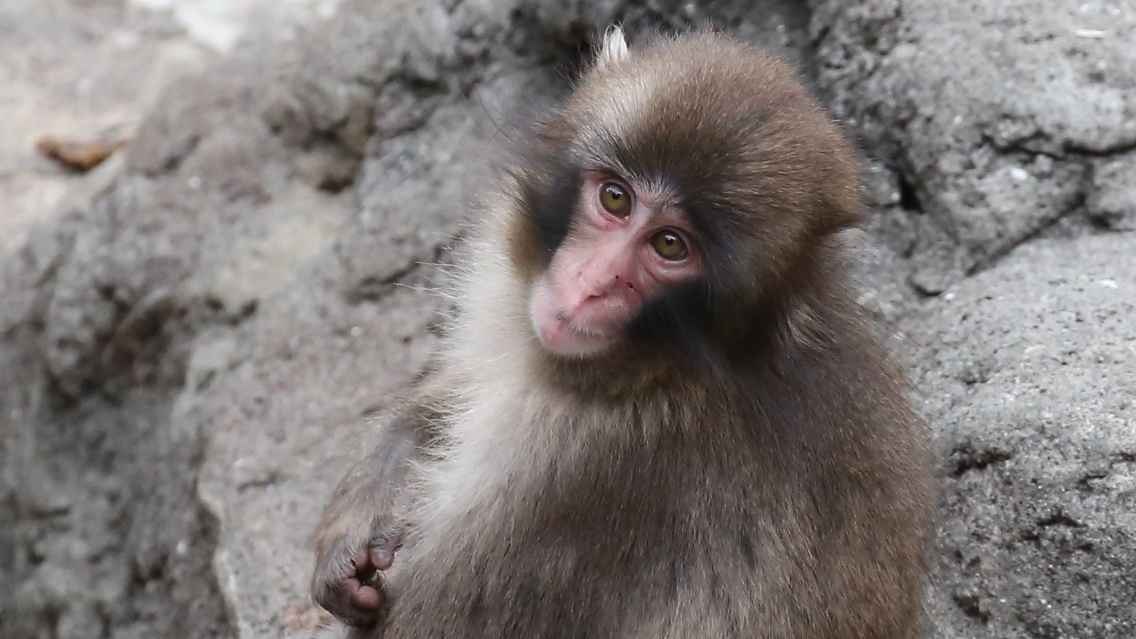 がんばれパンチ 寄附に関するご案内 | 市川市動植物園