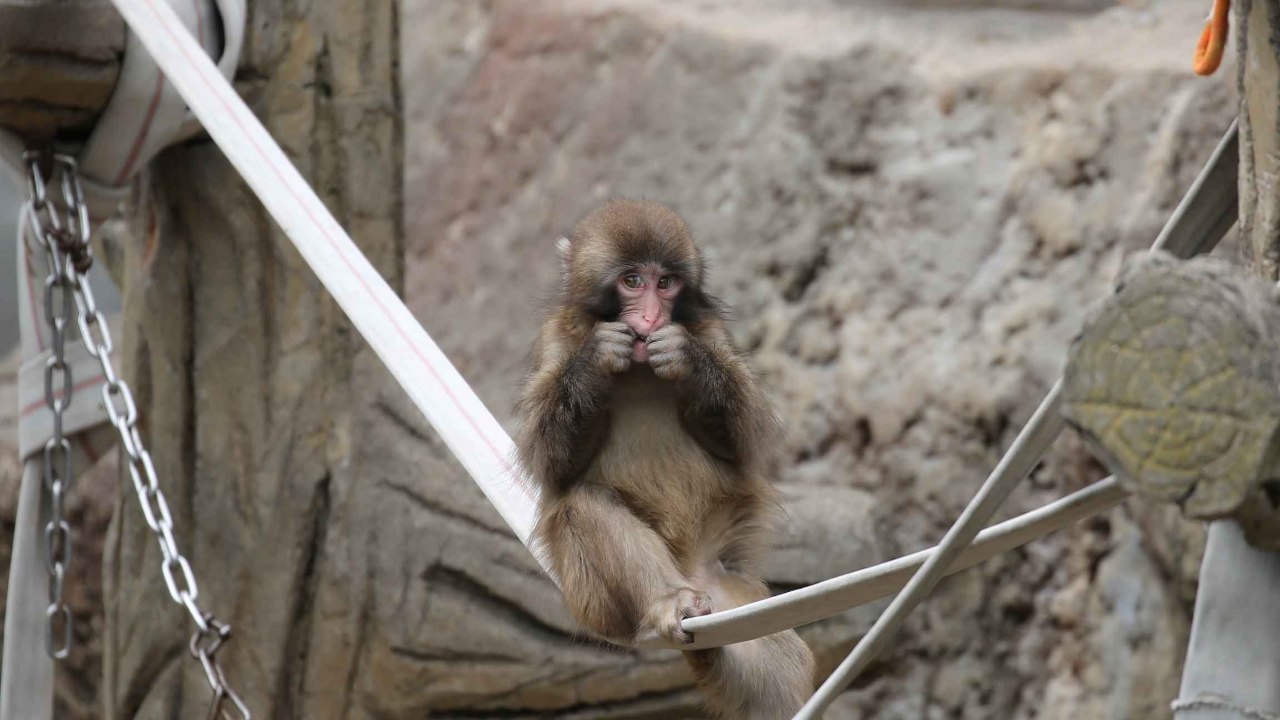 がんばれパンチ 寄附に関するご案内 | 市川市動植物園