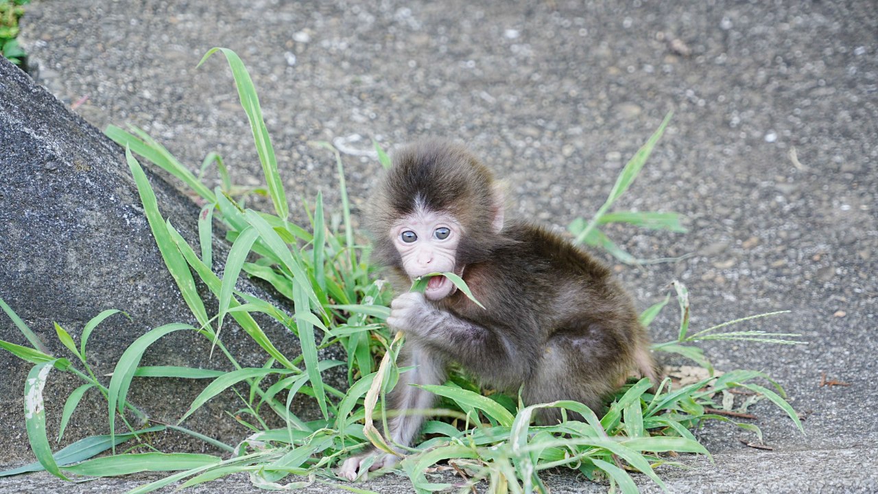がんばれパンチ 寄附に関するご案内 | 市川市動植物園