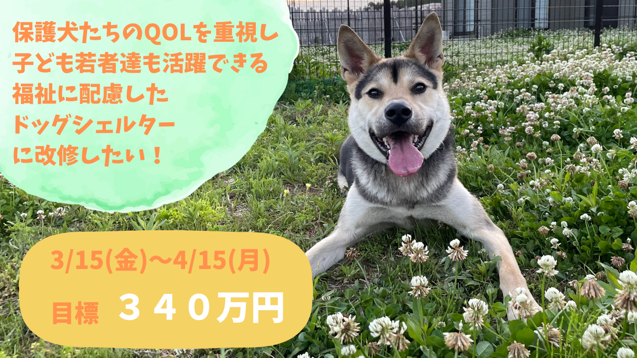 新品未読　シェルタードッグズ 保護犬たちのQOLを重視し、子ども若者達も活躍できる、福祉に配慮した