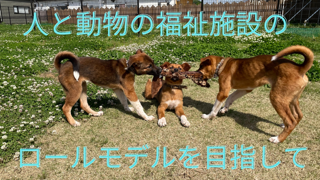 保護犬たちのQOLを重視し、子ども若者達も活躍できる、福祉に配慮した