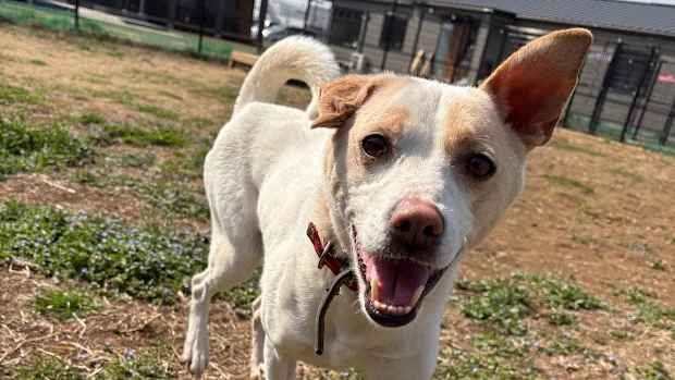 保護犬たちのQOLを重視し、子ども若者達も活躍できる、福祉に配慮した