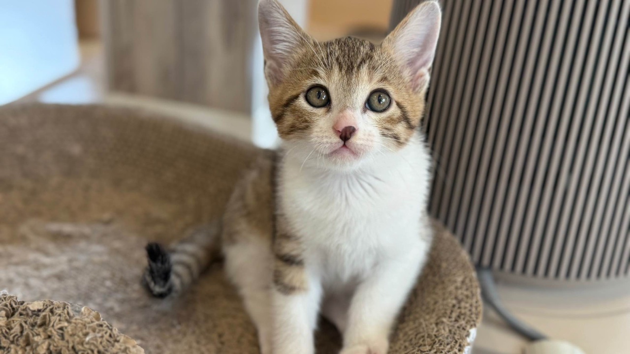 猫ちゃん保護にご支援お願いします | しあわせにゃん家