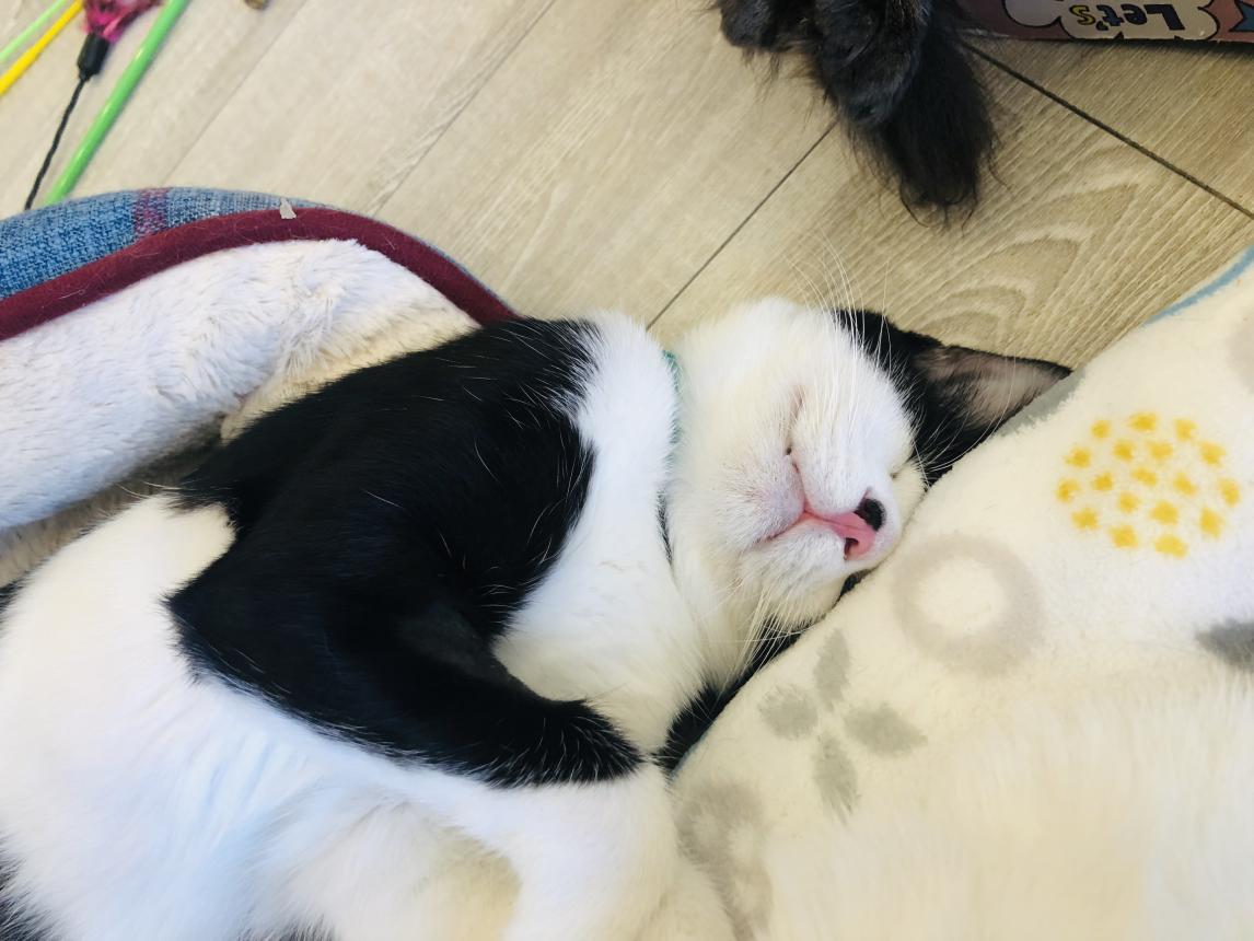 猫ちゃん保護にご支援お願いします | しあわせにゃん家