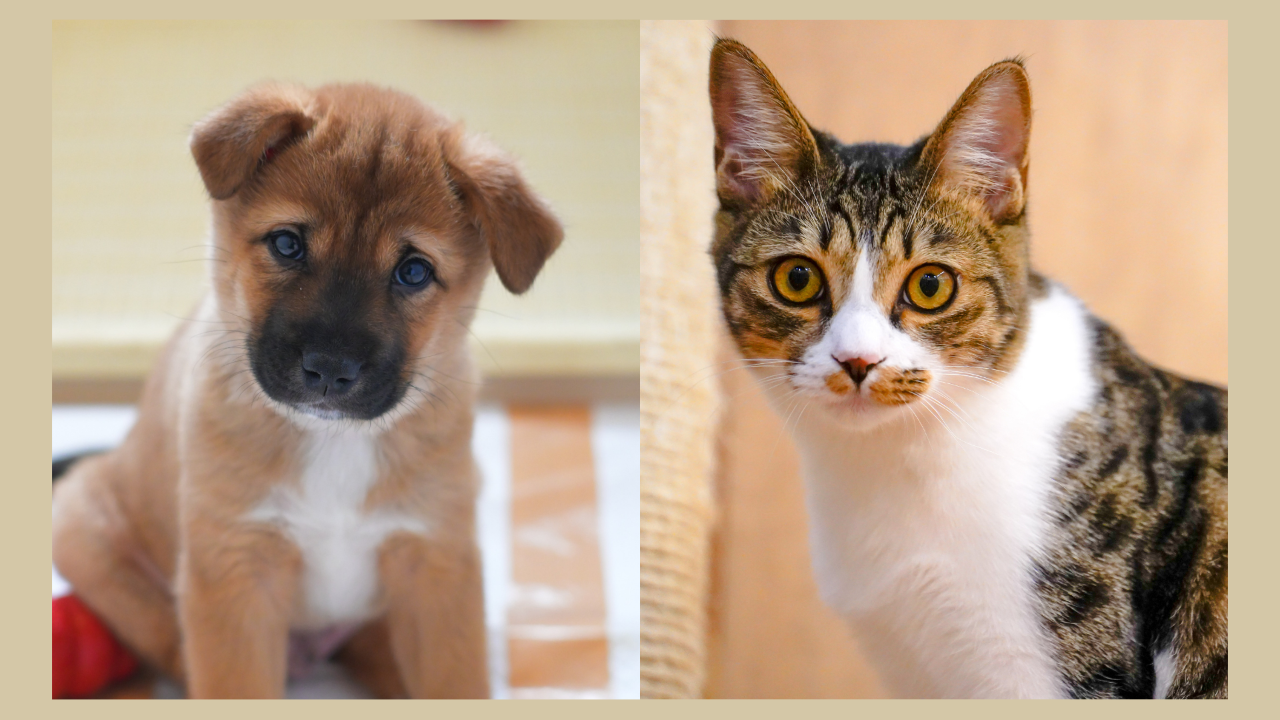 応援コメント | 【毎月のご寄付（定期寄付）】 犬猫生活福祉財団