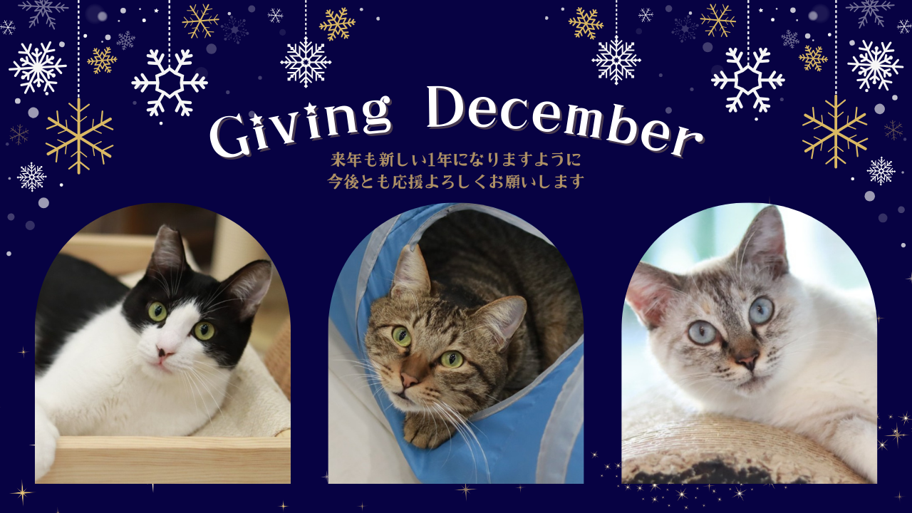 猫A 値下げしました！ 猫A 値下げしました！ 猫J 値下げしました