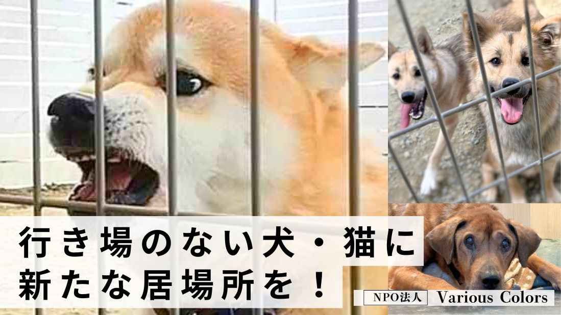 行き場のない犬・猫に新たな居場所を！そして殺処分ゼロにむけて