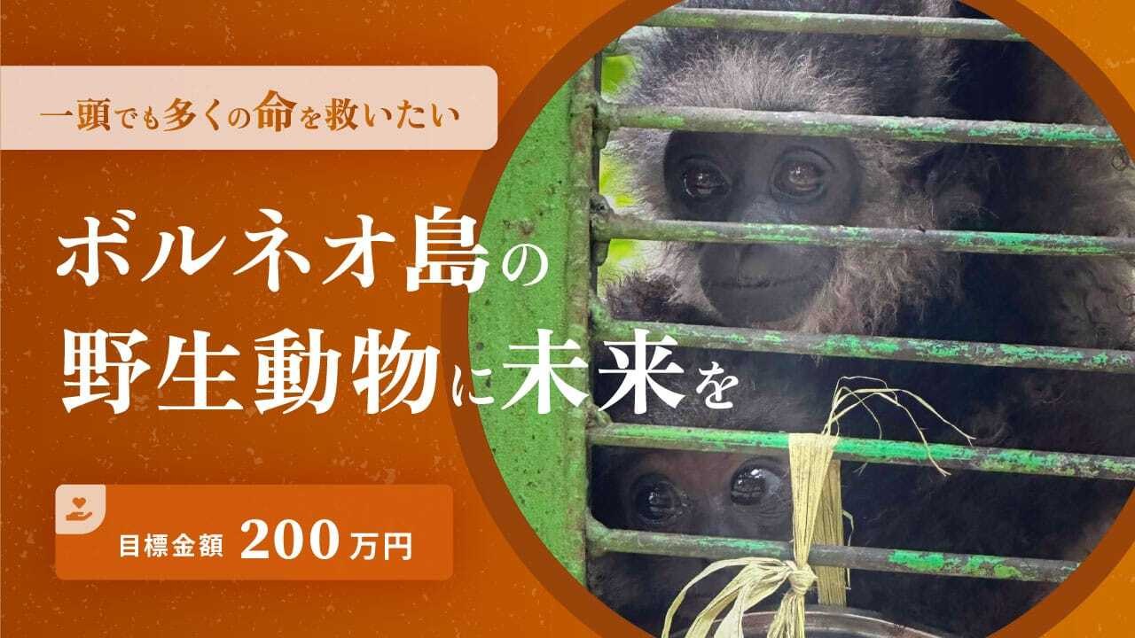 ロンサム野生動物レスキューセンターへのご支援をいただき誠に