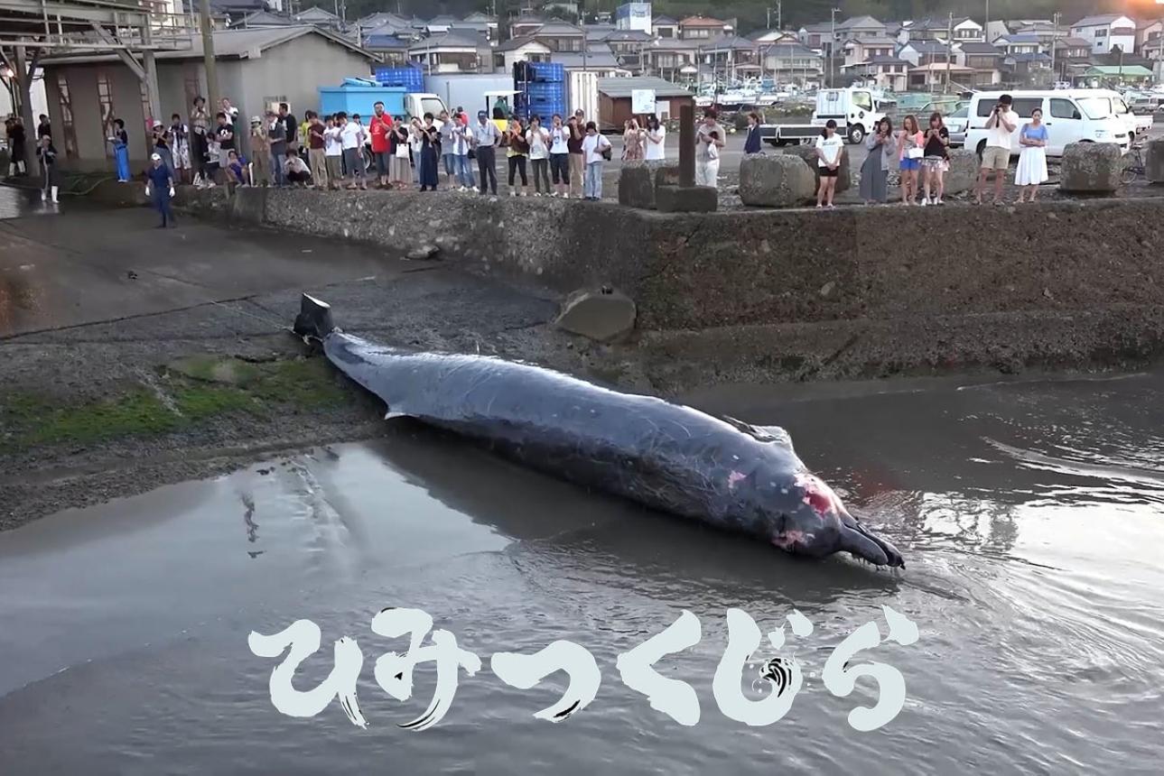 鯨を愛することと食べることは矛盾しない。 映画「ひみつくじら」で