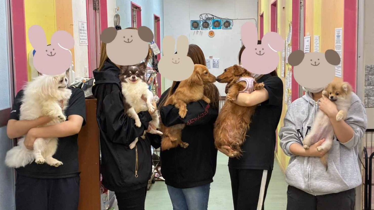 都度医療支援：殺処分ゼロ・飼育放棄ゼロを目指して | 特定非営利活動