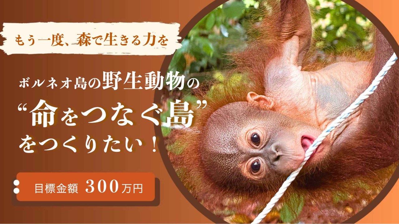 ボルネオ島 野生動物 写真集「Borneo's Wildlife」 もう一度、森で生きる力を。 野生動物の「命をつなぐ島」をつくりたい