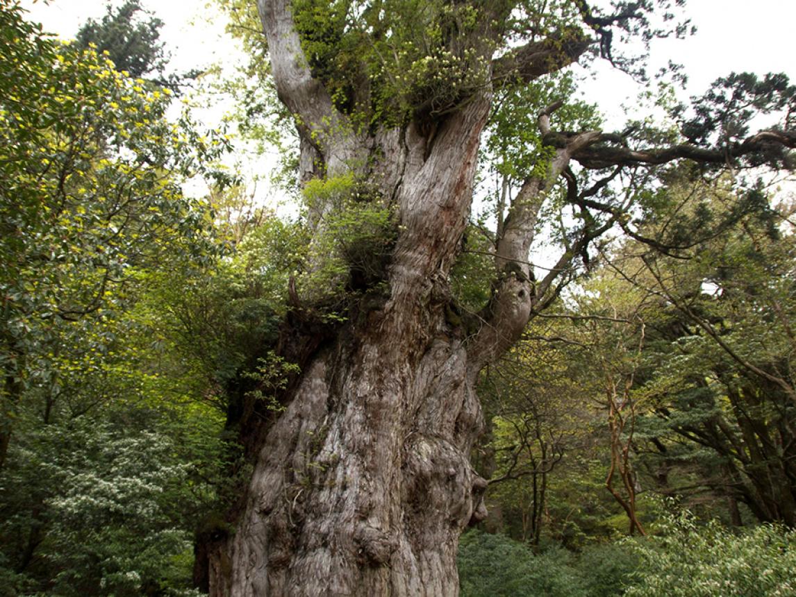 都度寄附】屋久島での子供達の教育・研究にご寄付をお願い致します