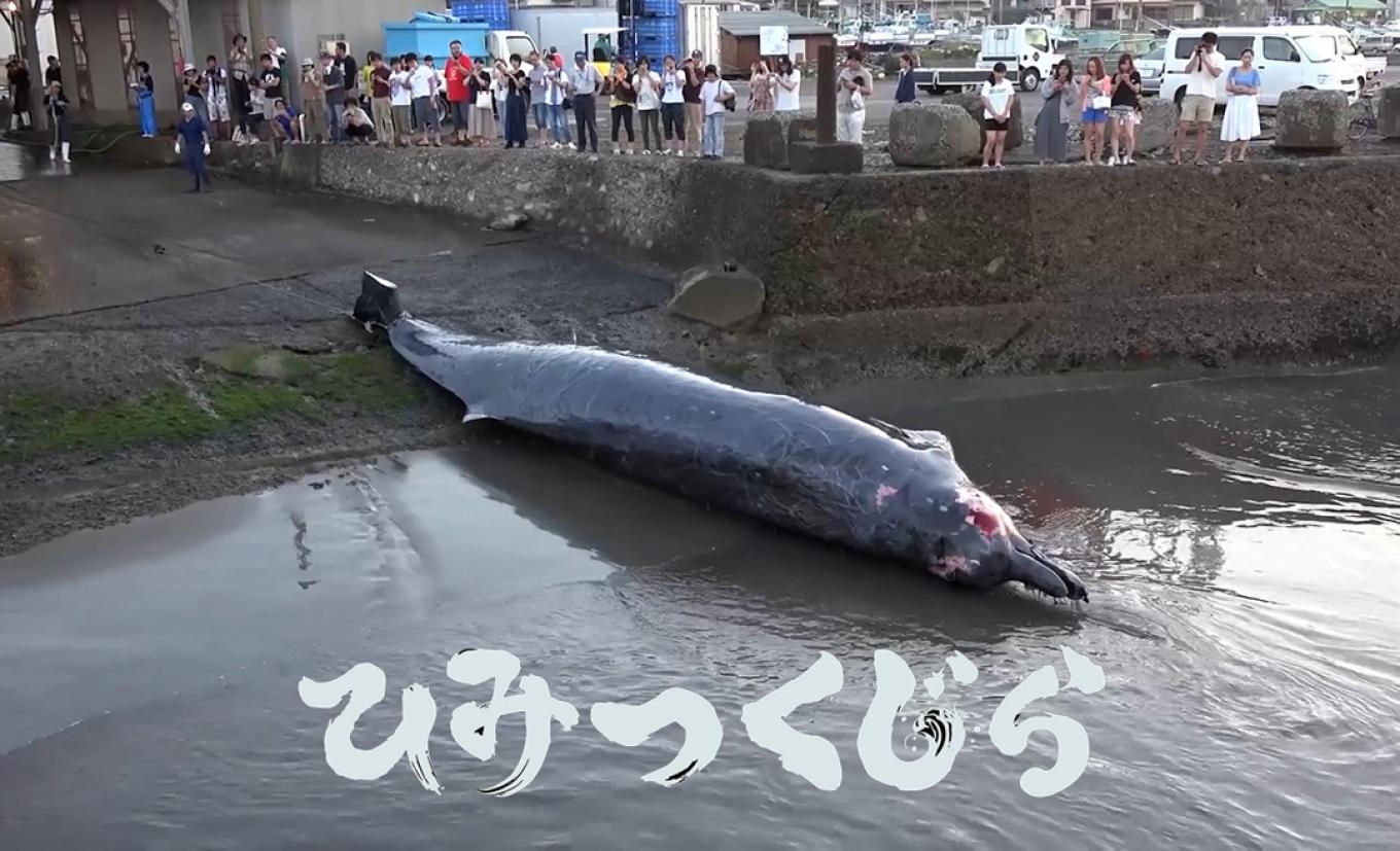 鯨を愛することと食べることは矛盾しない。 映画「ひみつくじら」で
