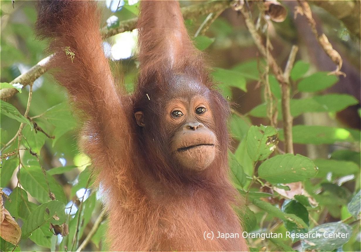1回の寄付】野生オランウータンの長期調査 | 特定非営利活動法人日本